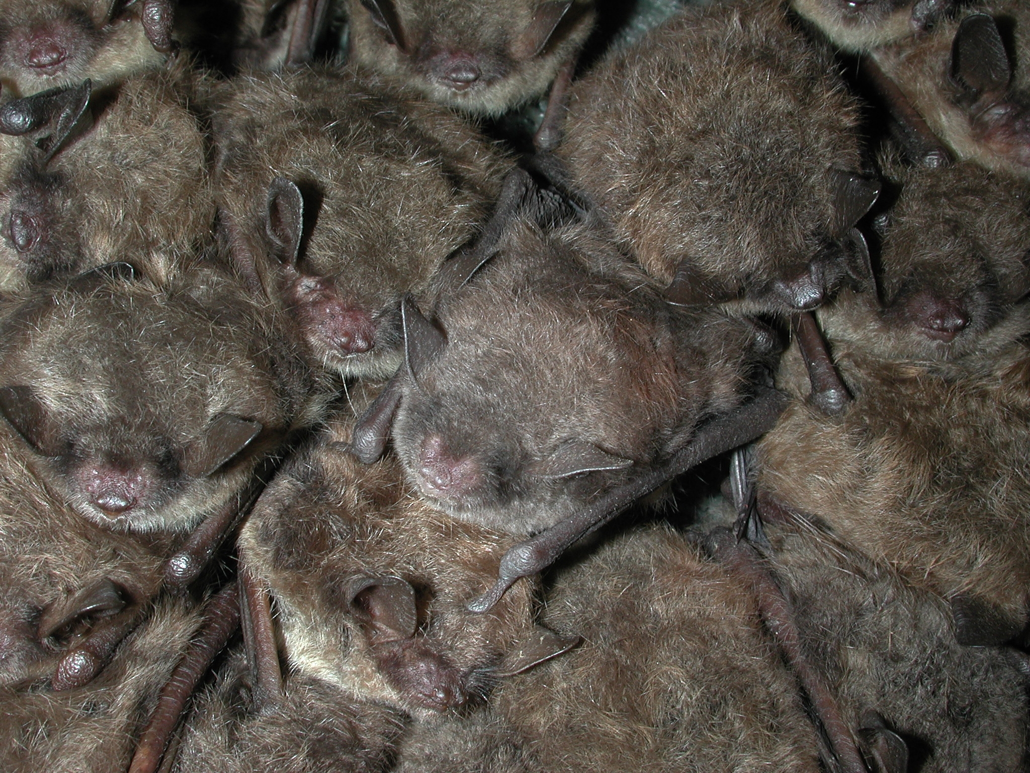 How to deal with problem Bat in West Virginia